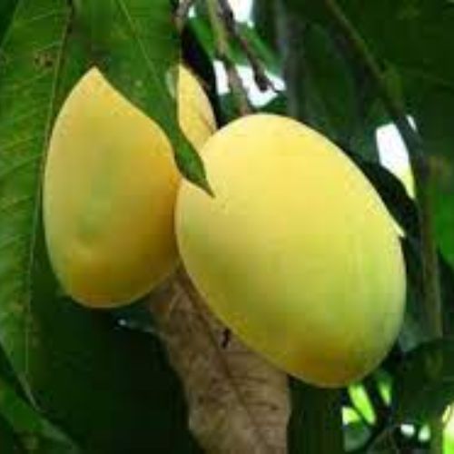 Chaunsa Mango Fruit Plant Manufacturer & Supplier in India